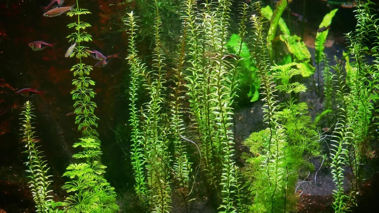 Image from post of 2024/01/02 21:26